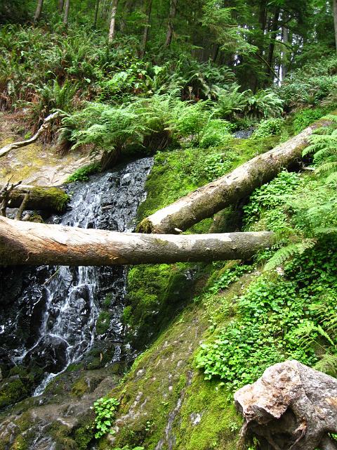 Bolan Mt & Redwoods-161.JPG - Fern Falls